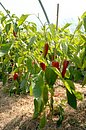 2004_09_15_0053_APassard.JPG